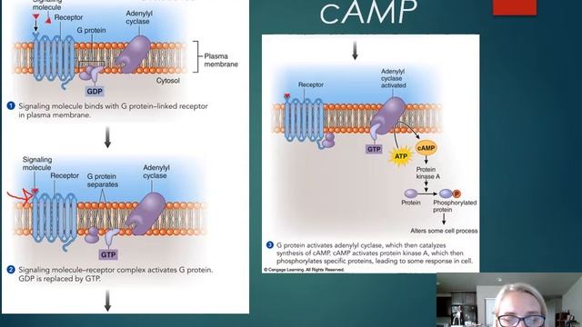 CH 6: Signal Transduction смотреть онлайн