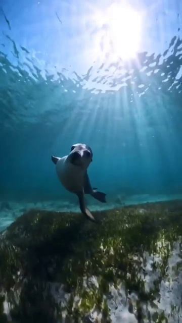Scenic views under the surface off western Australia while dancing. #shorts #viral смотреть онлайн