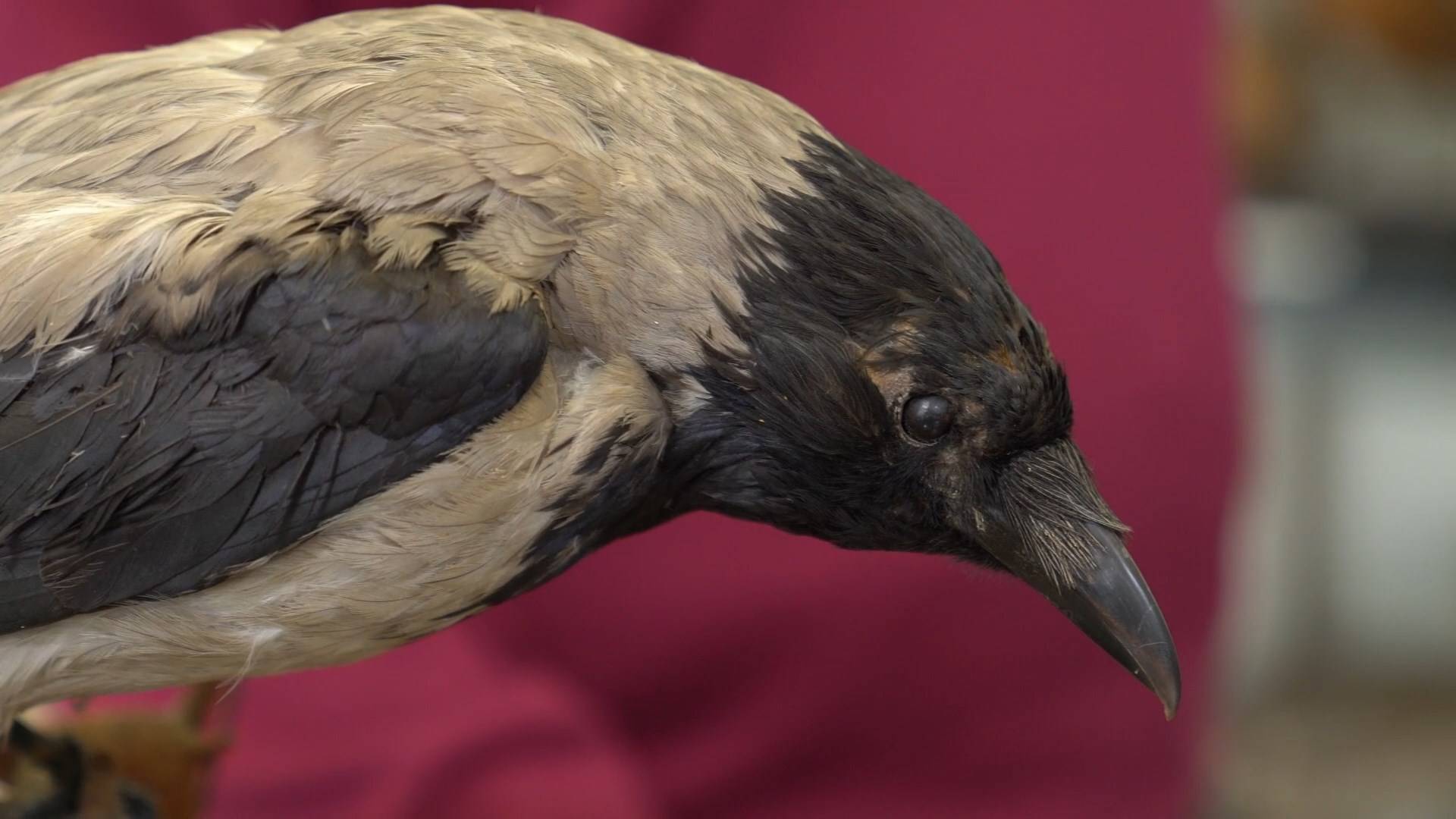 Вороны — вредные или полезные птицы? смотреть онлайн