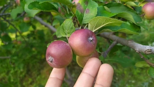 Vlog -2 Visit Our Apple Farm Dangerous Path #mountainvlogger #camping #vlogs #trandingvedio#himacha