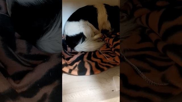 Тайное место🐶