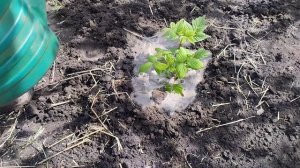 Пересадка Отростков Малины .Размножение.