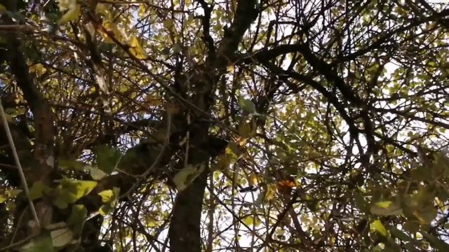 Kitten stuck in apple tree... смотреть онлайн