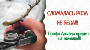 Как помочь поврежденной розе? Вар Сад Пчёлка, КорнеСил