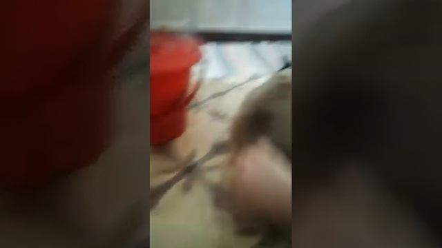 КОШКА ОБОКРАЛА МЕНЯ И МНЕ ТЕПЕРЬ НЕЧЕМ ПИТАТЬСЯ смотреть онлайн