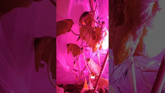 И снова огурцы