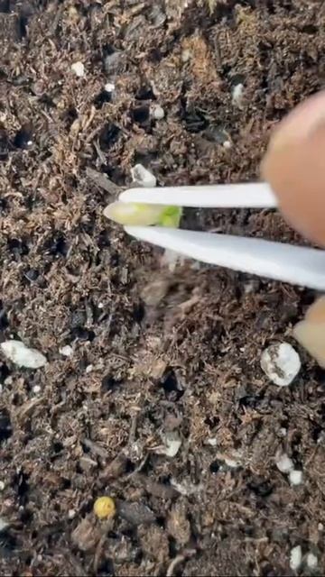 7 month lime plant update🌱 Proof that plants are all trial and err-👹 смотреть онлайн