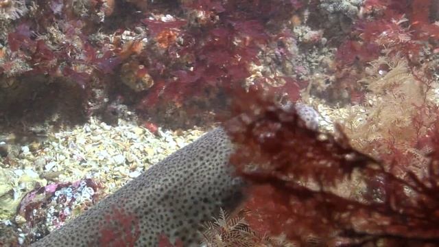 Scyliorhinus canicula смотреть онлайн