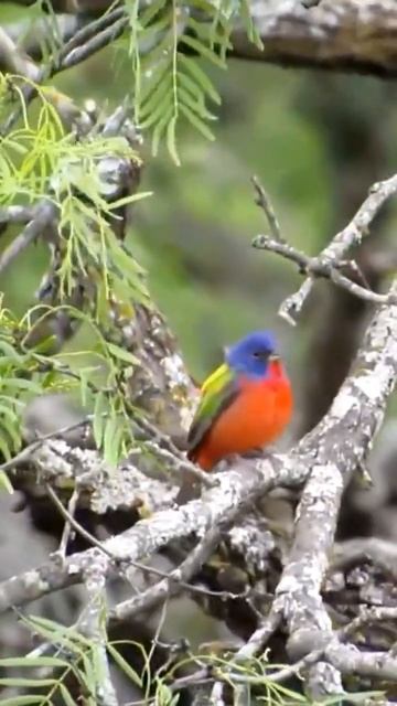 Call of a Male Painted Bunting смотреть онлайн