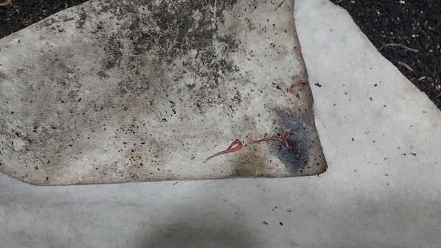 Санитары природы. смотреть онлайн