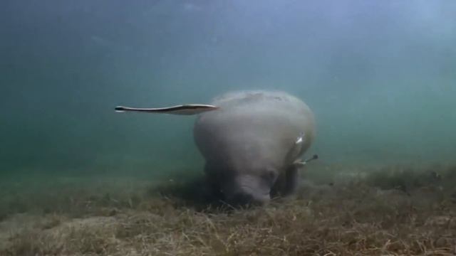 10 Friendliest Sea Creatures Around The World смотреть онлайн