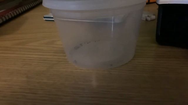 ACTIAS SINENSIS EGGS a sneak peak смотреть онлайн