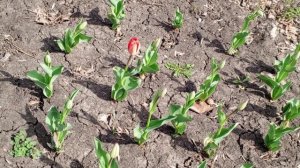 Тюльпан бахромчатый Нью Санта