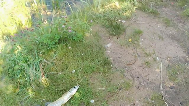 Карьерная щука смотреть онлайн