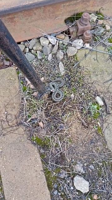 Гадюки проснулись