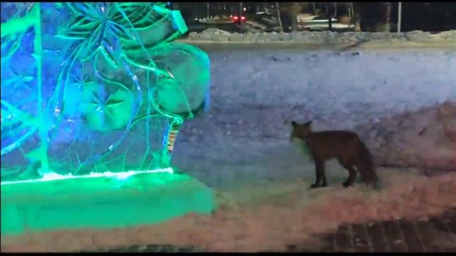 Настоящая лиса ходит в Циолковском на корпоративы смотреть онлайн