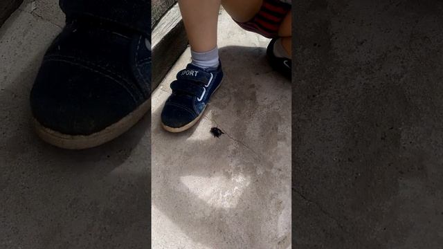 Охота на жука смотреть онлайн