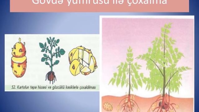 vegetativ coxalma (müəllimlər üçün) смотреть онлайн