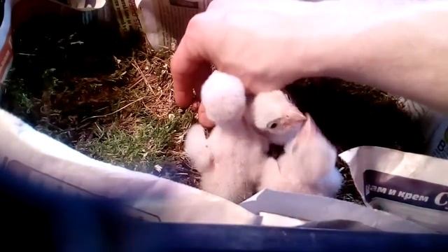Руку жруть смотреть онлайн