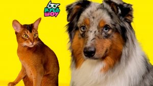Игрушки и вкусняшки для питомцев — Кусь-шоу — Смешные видео про котиков и собак