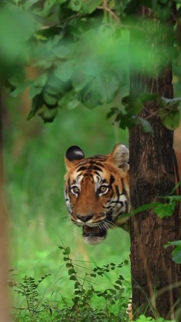 Wildlife Sanctuary / Varun Aditya Wildlife Photographer India #subscribe #photoshoot