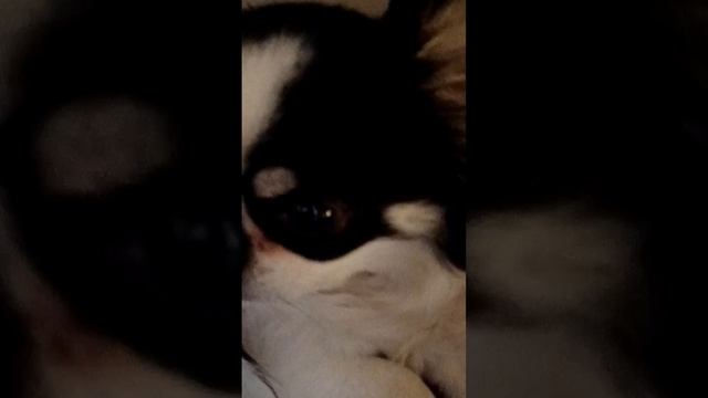 АСМР Люси 2 часть 🐶