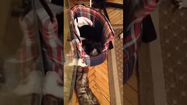 Дуся и хорек смотреть онлайн