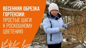 Гортензия: Весенняя обрезка, которая гарантирует успех!