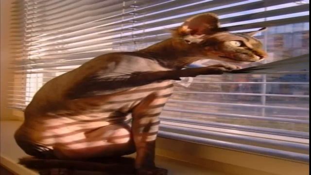 Top 10 Images of Cats Looking out of Windows смотреть онлайн