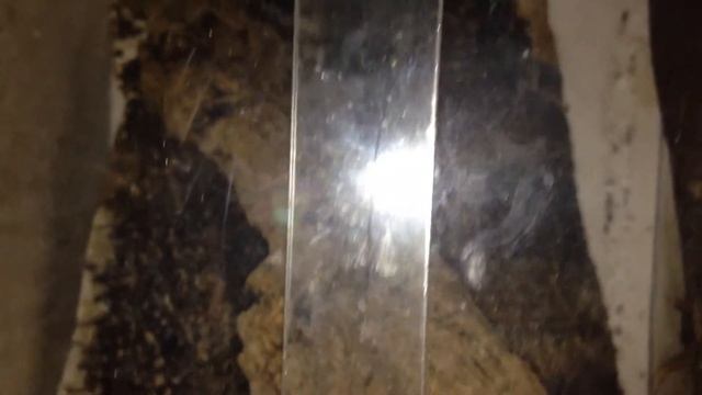 Damon Diadema Haltungsbericht zum Thema gruppenhaltung смотреть онлайн