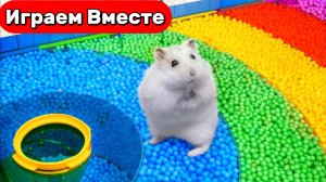 Лабиринт для Хомяка 🐹 Умный Хомяк проходит ЛАБИРИНТ С ЛОВУШКАМИ ! Видео для детей