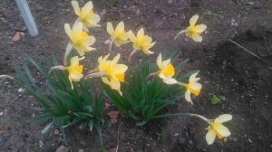 Нарцисс крупно корончатый