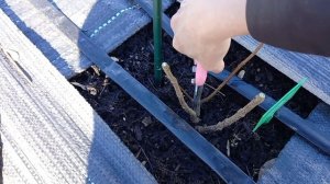 Обрезка метельчатых гортензий которые растут в открытом грунте.