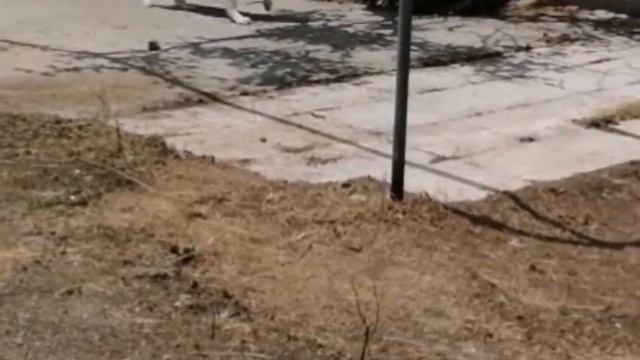 LABRADOR  SMELL A SNAKE ЛАБРАДОР УЧУЯЛ ЗМЕЮ