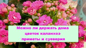 Можно ли держать дома цветок каланхоэ, приметы и суеверия