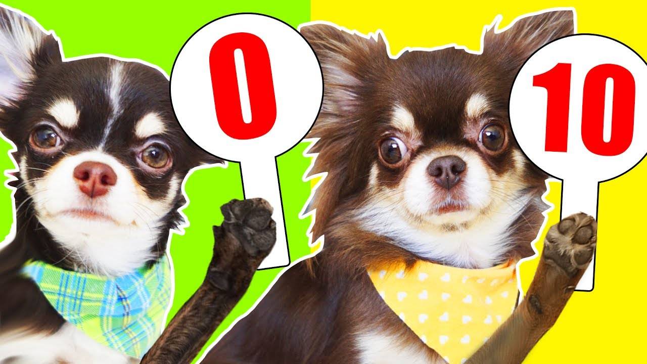 Юми и Миша смотрят старые видео Софи и Эйвана! Неожиданные реакции! 😂🐕 смотреть онлайн