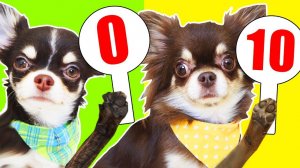 Юми и Миша смотрят старые видео Софи и Эйвана! Неожиданные реакции! 😂🐕