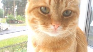 Любопытный кот. Часть 2