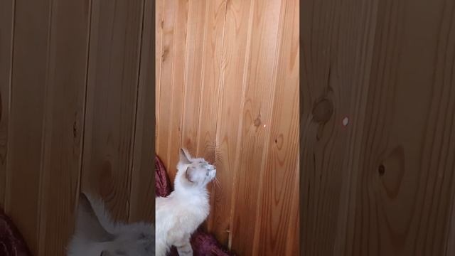 Кошка играет в лазером. смотреть онлайн