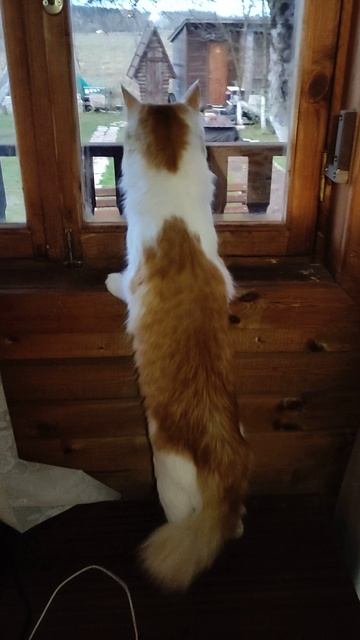 Боевой кот Рыжик смотреть онлайн