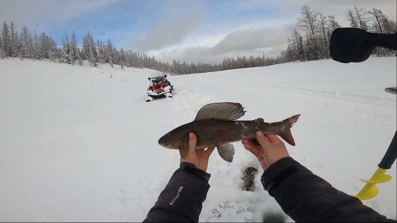 На рыбалку за хариусом. Выезд в Эвенкию 2023 год. Часть 3. 27.03.2023 смотреть онлайн
