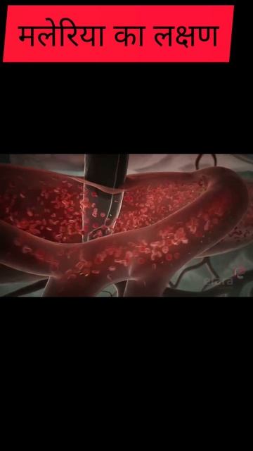 Malaria Life cycle смотреть онлайн