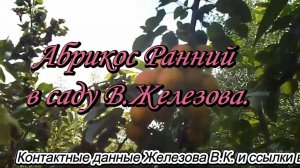 Абрикос Ранний в саду В.Железова.