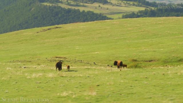 4К #Планета животных - Красивая природа и спокойная музыка которая подойдет для отдыха, медитации смотреть онлайн