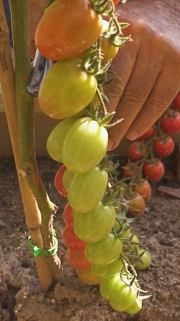 Шикарный черри-томат в открытом грунте! 🍅 ВОДОПАД ВИКТОРИЯ F1 смотреть онлайн