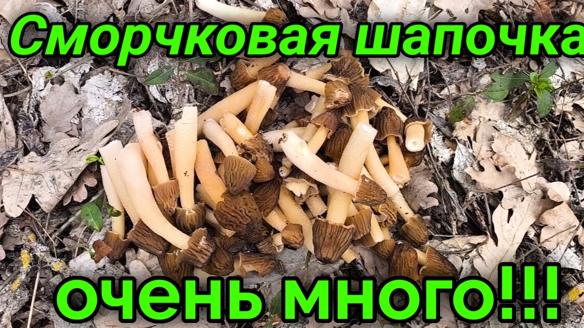 Леший не хотел отпускать, пока не найдем все грибы смотреть онлайн