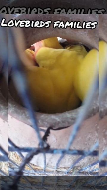 love birds mating смотреть онлайн