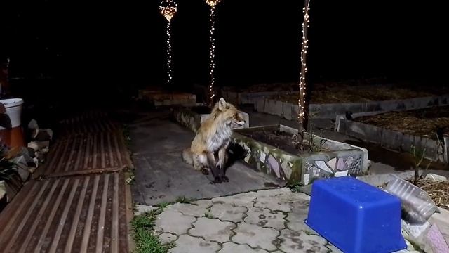 Лиса и соловей. смотреть онлайн