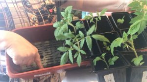 Обзор рассады. Ухаживаю за рассадой. Подсыпаю землю, поливаю и болтаю.