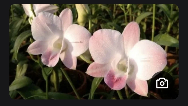 Реанимация дендробиума фаленопсиса Sirin Peach. Часть 3